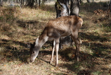 Székelyudvarhely