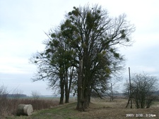 Bogdása